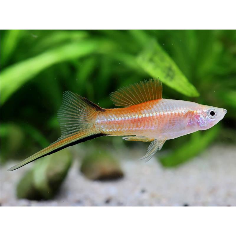 Xiphophorus helleri pineaple - imagine 3